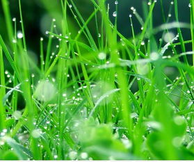 四季长青草坪选种攻略：避开误区，节省养护成本