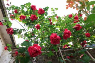 紫燕飞舞月季的优缺点揭秘