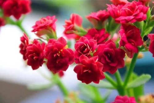 元宝花养殖时需要注意哪些事项，才能确保其健康生长和开花
