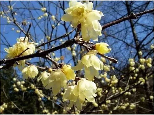 为何只开花不后来啊？