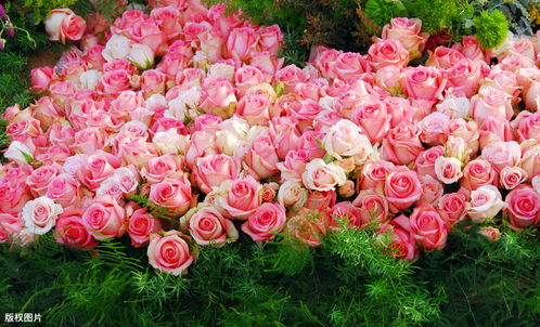 一、 百万玫瑰：传说中的花中霸王