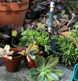 新手养护多肉植物的乐趣之旅