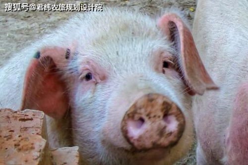 海南养猪有哪些补贴政策？当地养殖什么品种的猪最能赚钱？