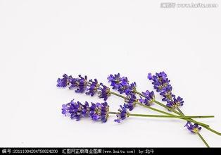 3. 薰衣草：驱蚊又助眠