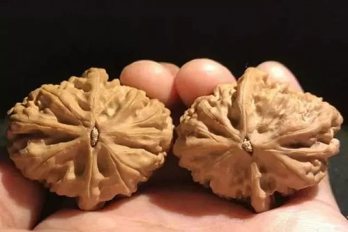 核桃青皮变黄开裂，啥时候可以摘呢