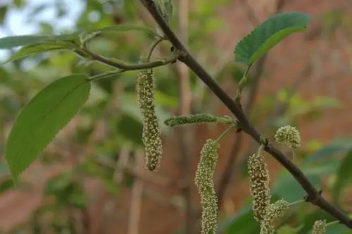 雌雄异株的雪松