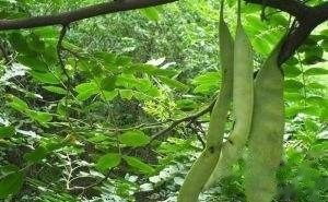 秋季修剪皂角树枝，平安操作指南来啦！