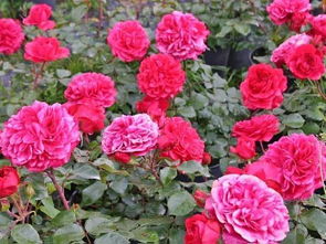 土壤选择：月季的土壤要求可不少