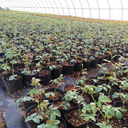 藤蔓月季的养护与管理， 让美丽持续绽放