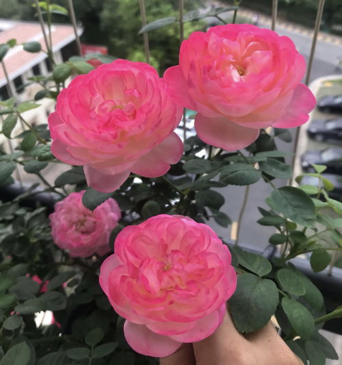 月季花的科属和类型