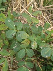 花生受药害后的困扰与应对