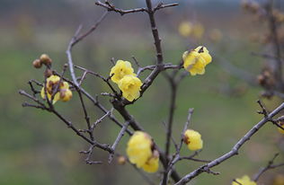腊梅花开的时间长度