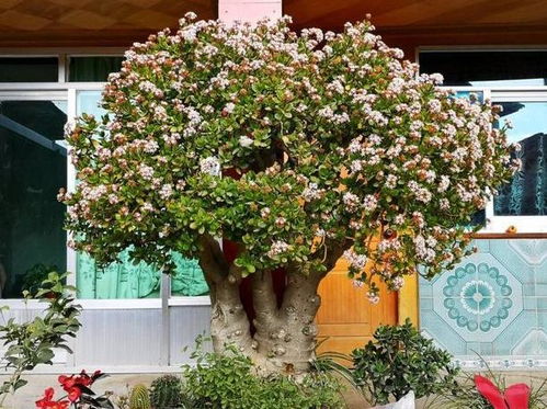 花卉养护专家，张凌云的建议