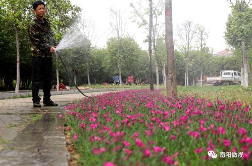 打造总面积近600平方米的观赏景观带