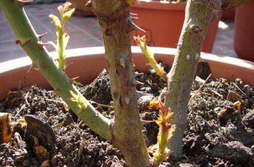 春天来啦， 月季也要焕新颜