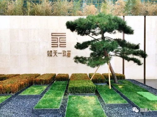 园林中的孤植树， 独树一帜的风景线