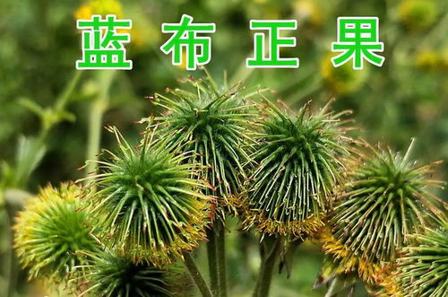 雪松的药用价值