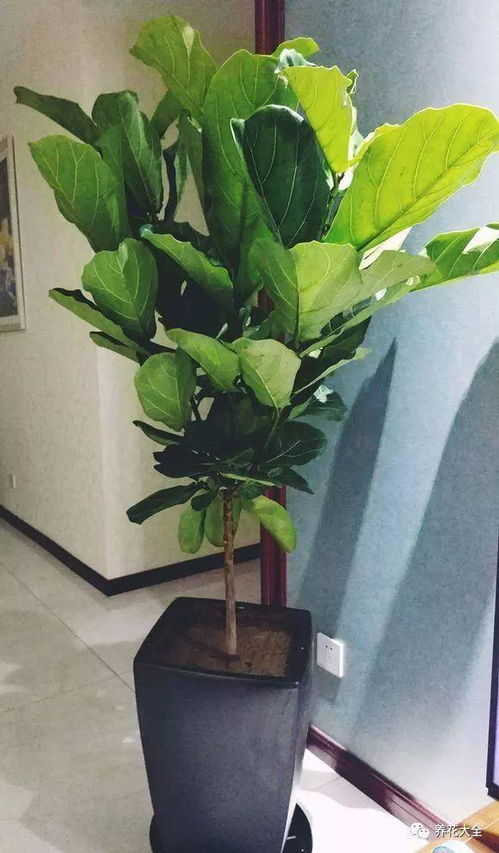 茶台放绿植好？这几种简单好看又好养