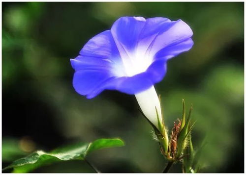 牵牛花：随风飘荡的梦幻