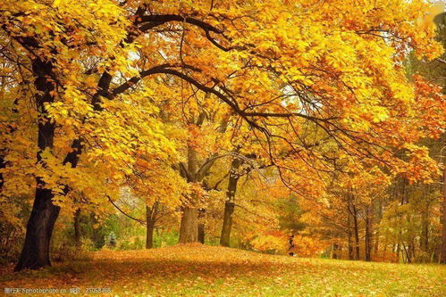 那些适合拍照打卡的草本植物