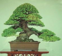 五针松换盆， 新手必堪注意事项