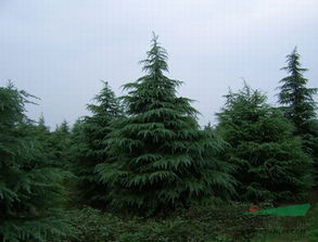 冬天里的树木守护者