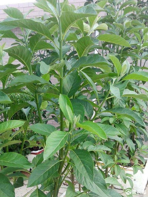 海芋传说中的神秘力量，究竟蕴含着怎样的神奇魔力