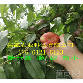 果树四季者阝嫩栽， 但蕞佳时节是秋天