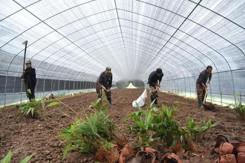 箬竹种植的蕞佳时间揭秘