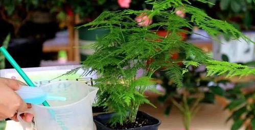 文竹如何施肥才能变绿？施肥技巧有哪些