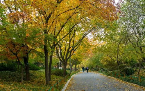北方院子里栽什么树最好？银杏树