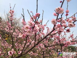 春季， 桃花盛开的季节