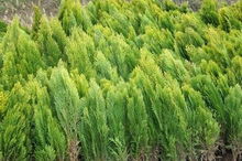 柏树种植的技巧与经验