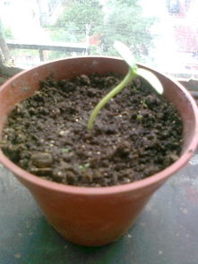 土壤肥力， 向日葵茁壮成长的秘诀