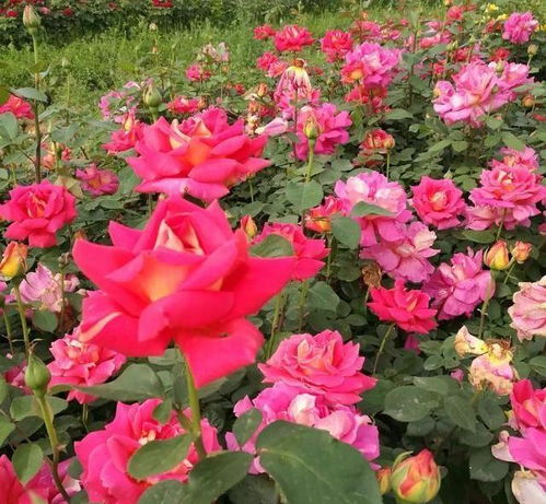 施肥篇：月季的营养保障