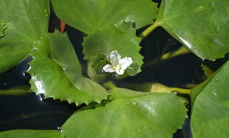 菱科菱属，水中的小宝石