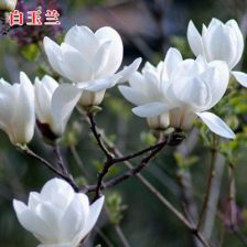 种子处理的方法