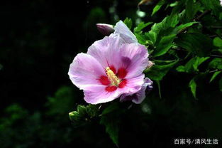 木槿花变蓝之谜，为何色彩如此神奇