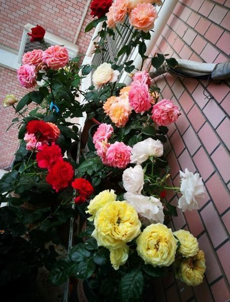 月季花：花中皇后 四季花开