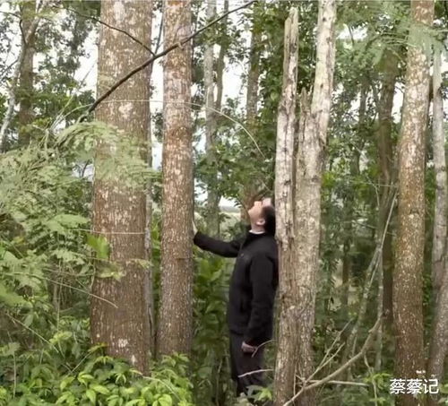 种植苗木利润：远没有想象中的那么好