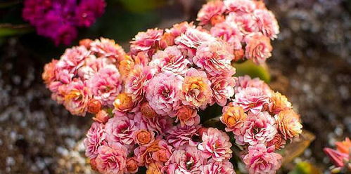 先来了解一下锦晃星