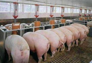 如何精准掌握保育育肥猪各阶段的具体营养需求？