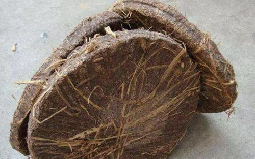 花匠大叔教你生石花怎么配土