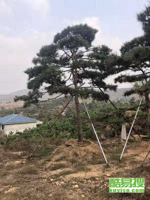 黑松的价格与市场