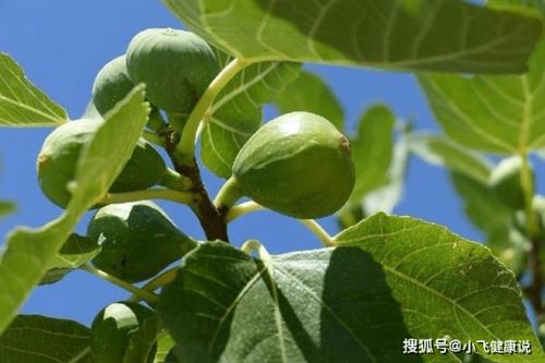 无花果种子种植，从选种到成树