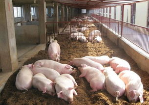 2017养猪市场前景如何？