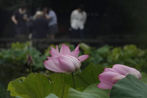 并蒂莲美图来袭！如何寻得更多同款