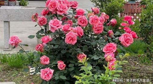 修剪， 剪出美丽花朵的秘密