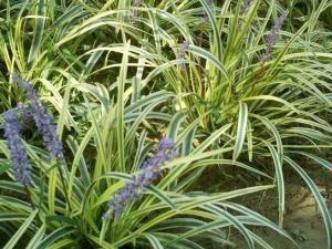 金边麦冬草价格探秘