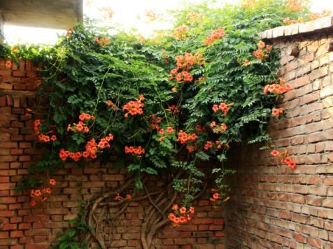 凌霄花的水分需求